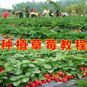 草莓种植技术全套视频教程大全科学培训方法经验大棚栽培教程资料-淘宝虚拟馆