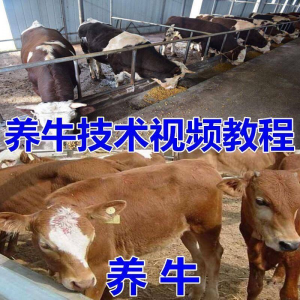 养牛养羊视频教程疾病防治挤奶牛场建设放牧饲养猪技术全套发育-淘宝虚拟馆