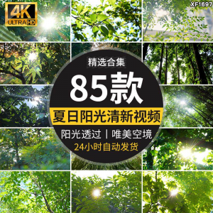4K夏日阳光透过树叶森林空境升格大自然唯美清新绿叶实拍视频素材-淘宝虚拟馆